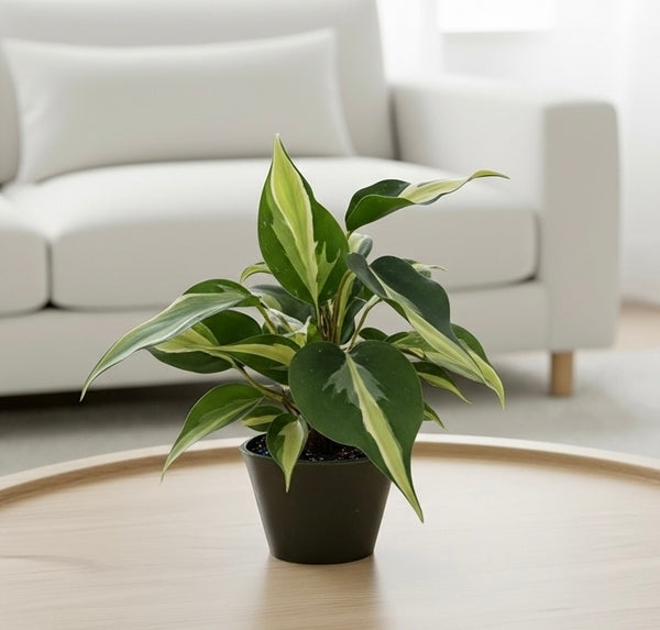 Philodendron Silver Stripe