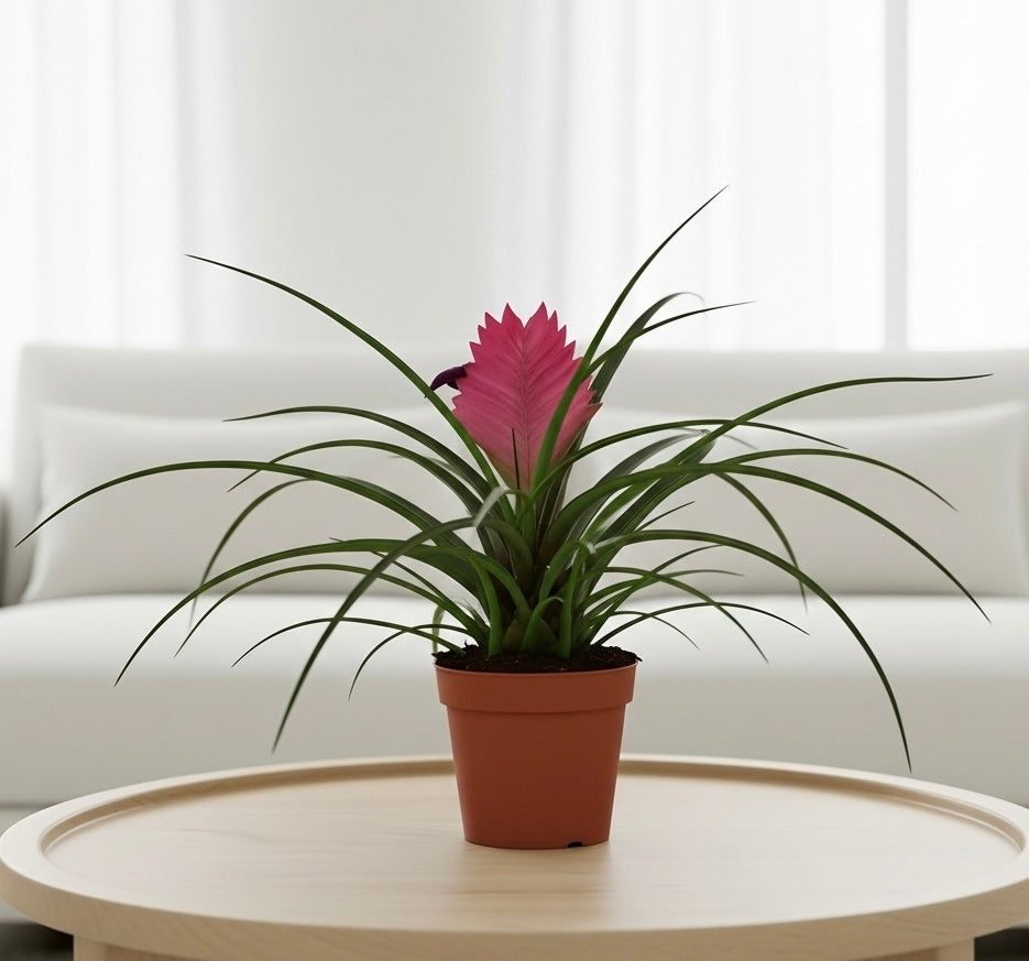 Bromeliad Cyanea 'Pink Quill' – RootGrowings