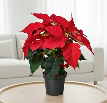 Poinsettia 'Red'