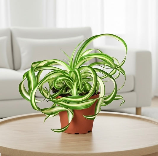 Spider Plant 'Bonnie'