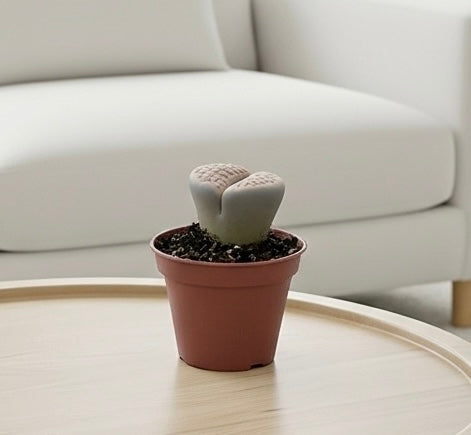 Lithop Living Stone