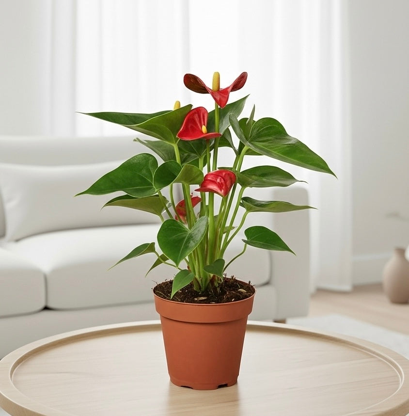 Anthurium 'Red'