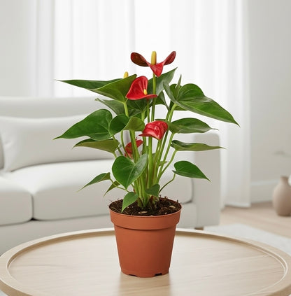Anthurium 'Red'