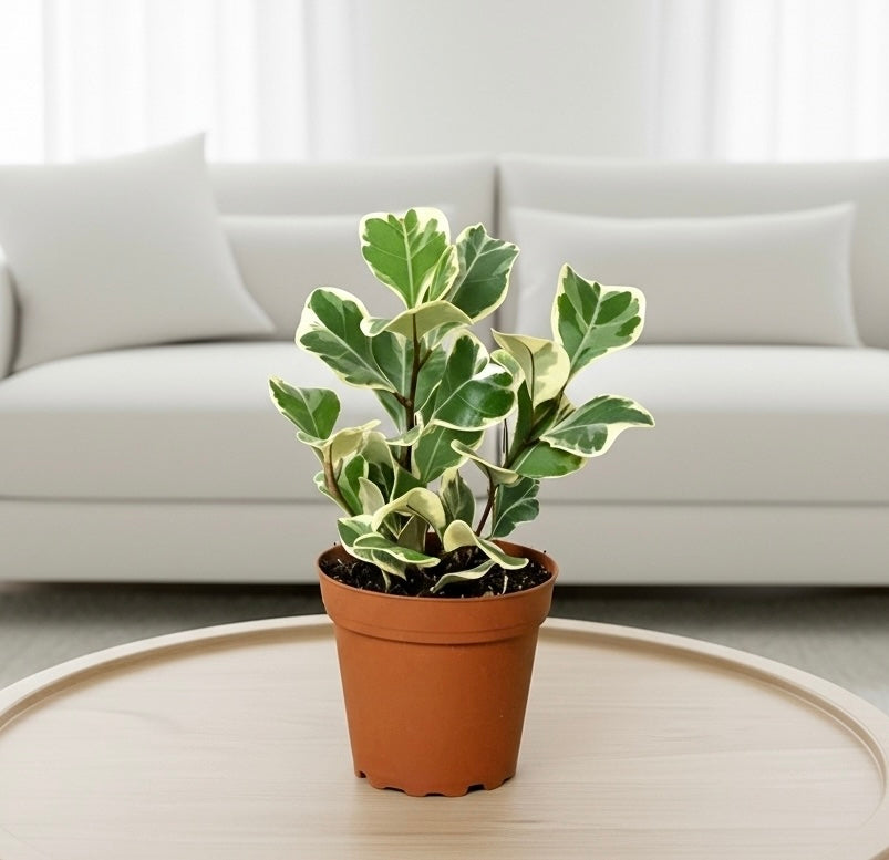 Rubber Plant Ficus Elastica 'Triangularis' Variegated