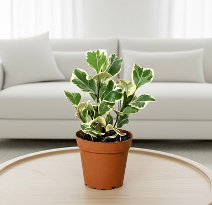 Rubber Plant Ficus Elastica 'Triangularis' Variegated