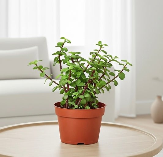 Succulent 'Elephant Bush'