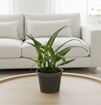 Pothos 'Silver Streak'