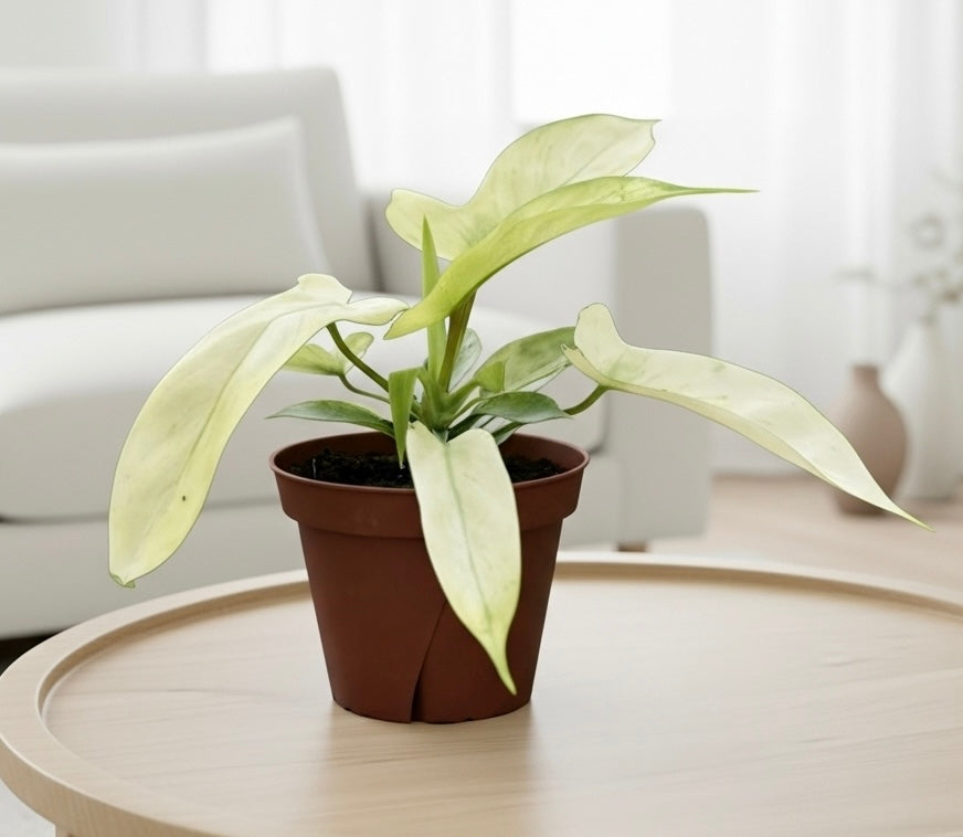 Philodendron 'Florida Ghost'