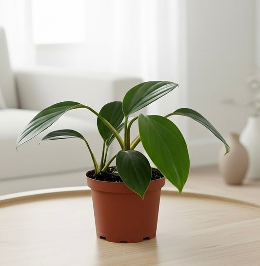 Philodendron 'Dragon Tail'