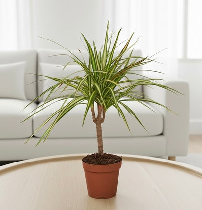 Dracaena Marginata 'Sunshine'