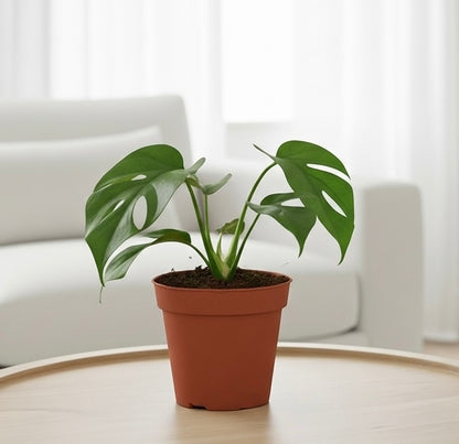 Philodendron Mini Monstera Minima