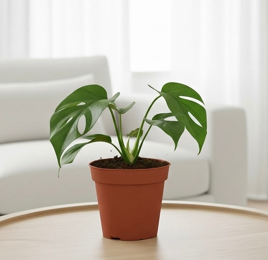 Philodendron Mini Monstera Minima