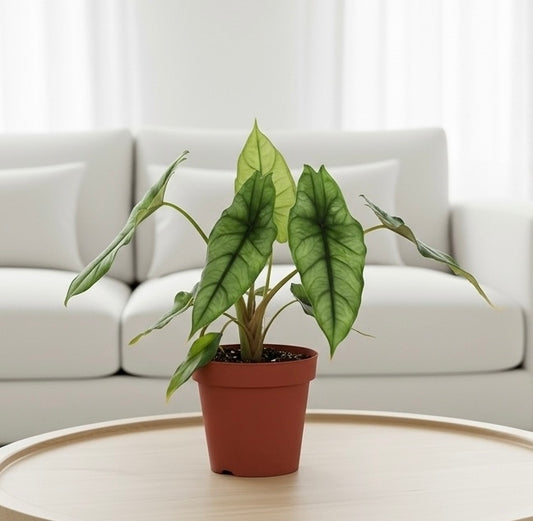 Alocasia 'Dragons Breath'