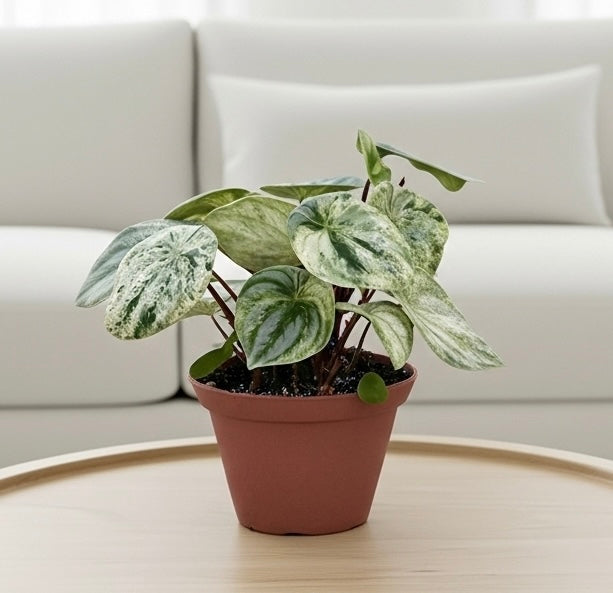 Peperomia 'Watermelon Variegated'