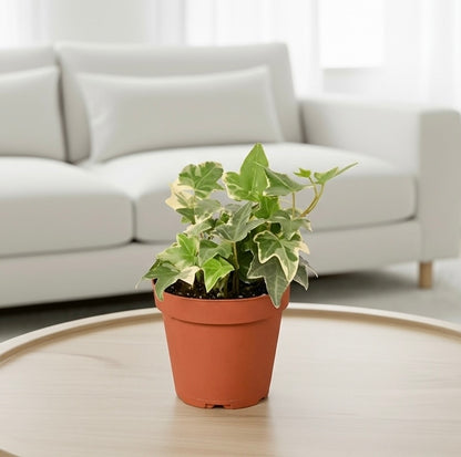 English Ivy 'Glacier'