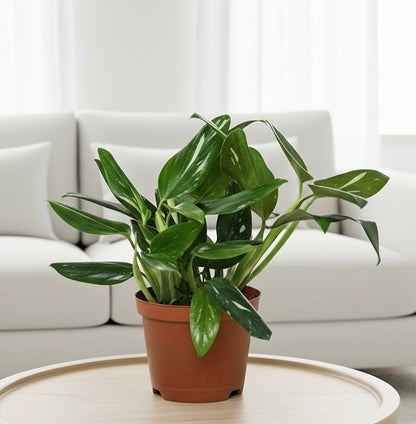 Monstera 'Standeleyana Albo Variegated'