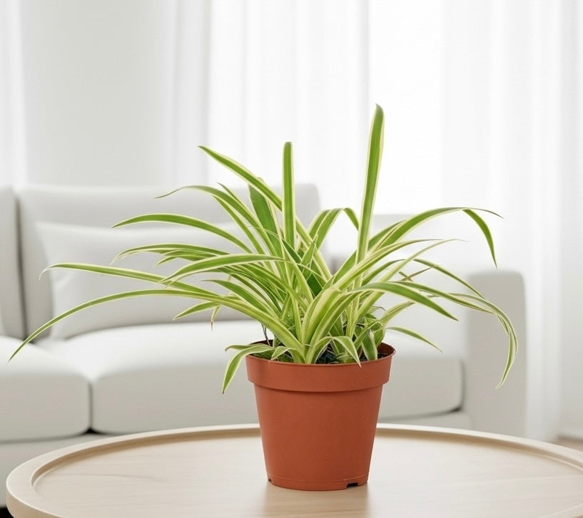Spider Plant Reverse