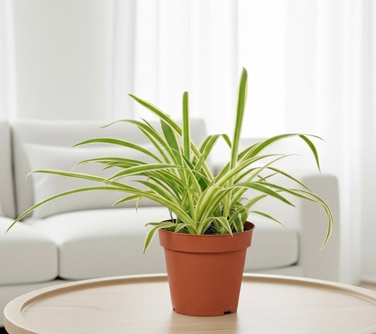 Spider Plant Reverse