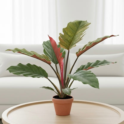 Philodendron Choco Empress