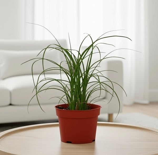 Ponytail Palm