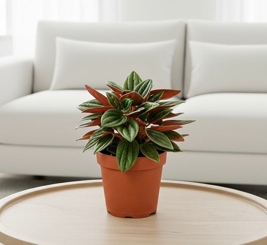 Peperomia Rosso