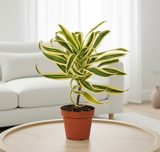 Dracaena 'Song of India'