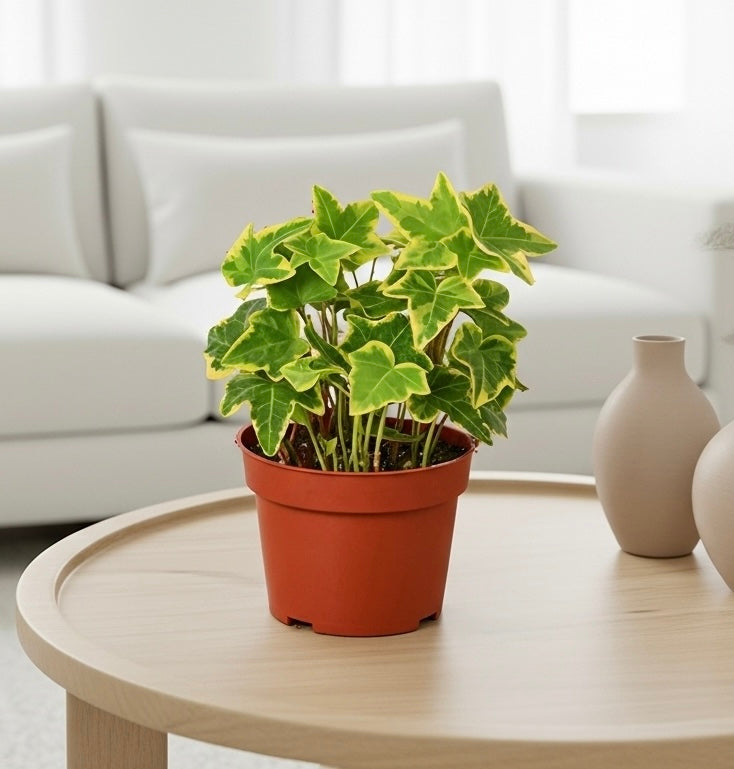 English Ivy Gold Child