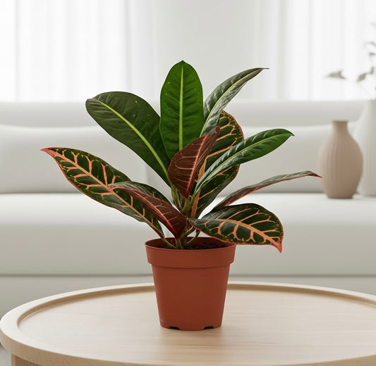 Croton Petra 'Joseph's Coat'