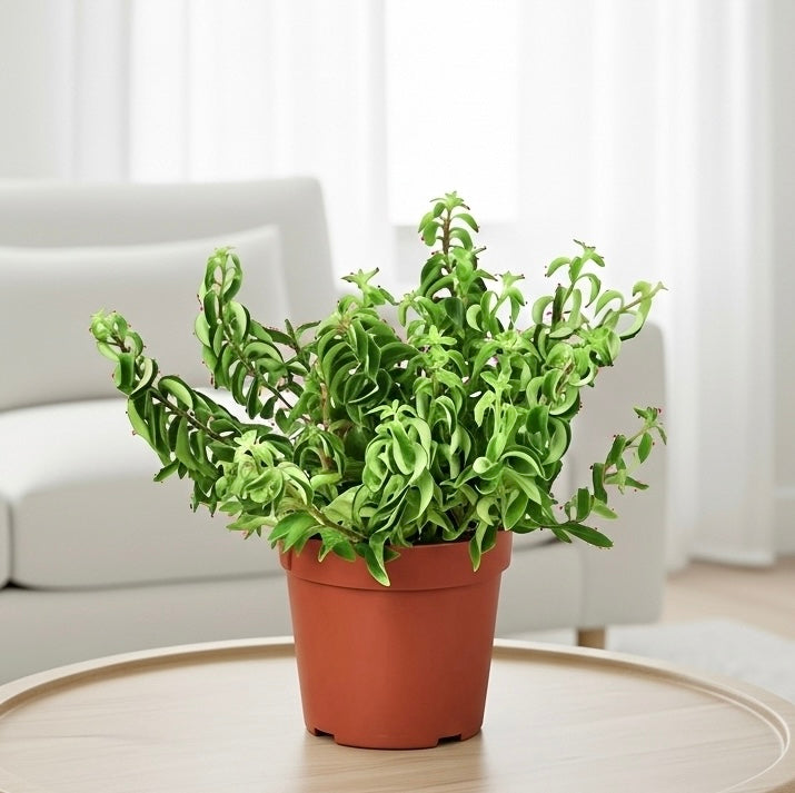 Curly Lipstick Plant