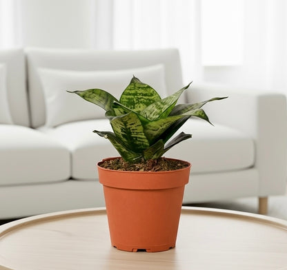 Snake Plant Black Robusta