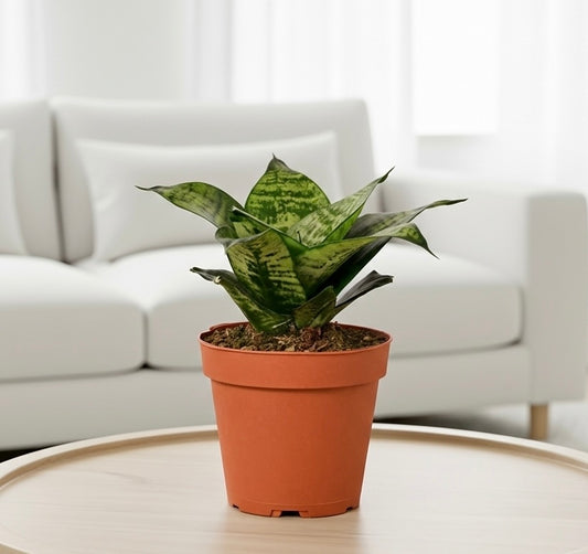 Snake Plant Black Robusta