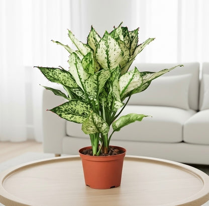 Chinese Evergreen 'First Diamond'