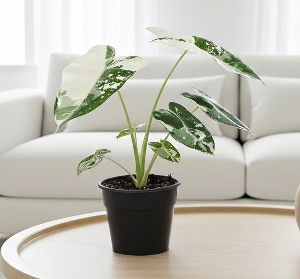 Alocasia Micholitziana 'Frydek' Variegated - 4" Pot