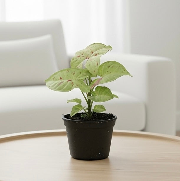 Syngonium 'Milk Confetti'