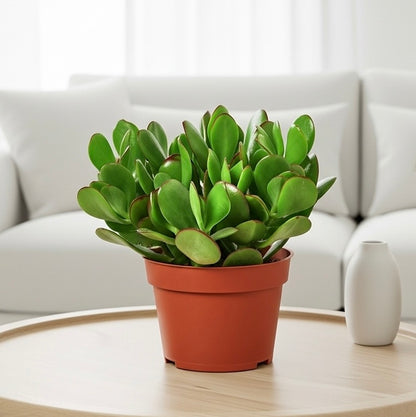 Jade Plant Crassula Ovata