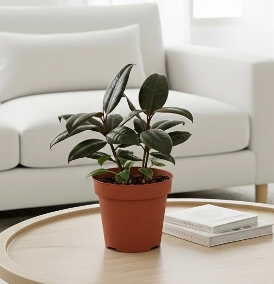 Rubber Plant Ficus Elastica 'Burgundy'
