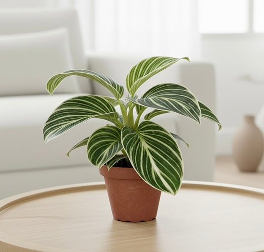 Philodendron White Measure