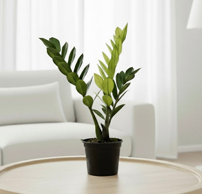 Zamioculcas 'Chameleon'