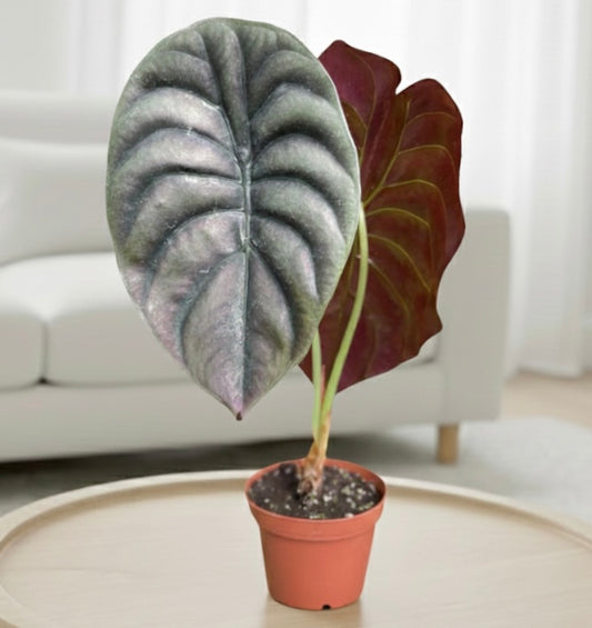 Alocasia 'Red Secret'