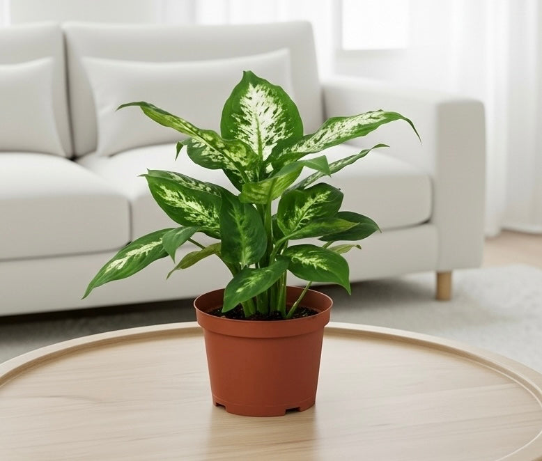 Dieffenbachia 'Tropic Snow'