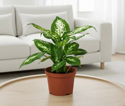 Dieffenbachia 'Tropic Snow'