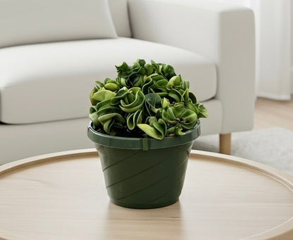 Hoya Rope Plant