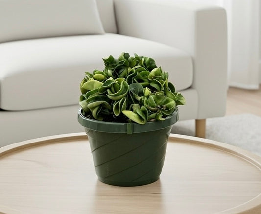 Hoya Rope Plant