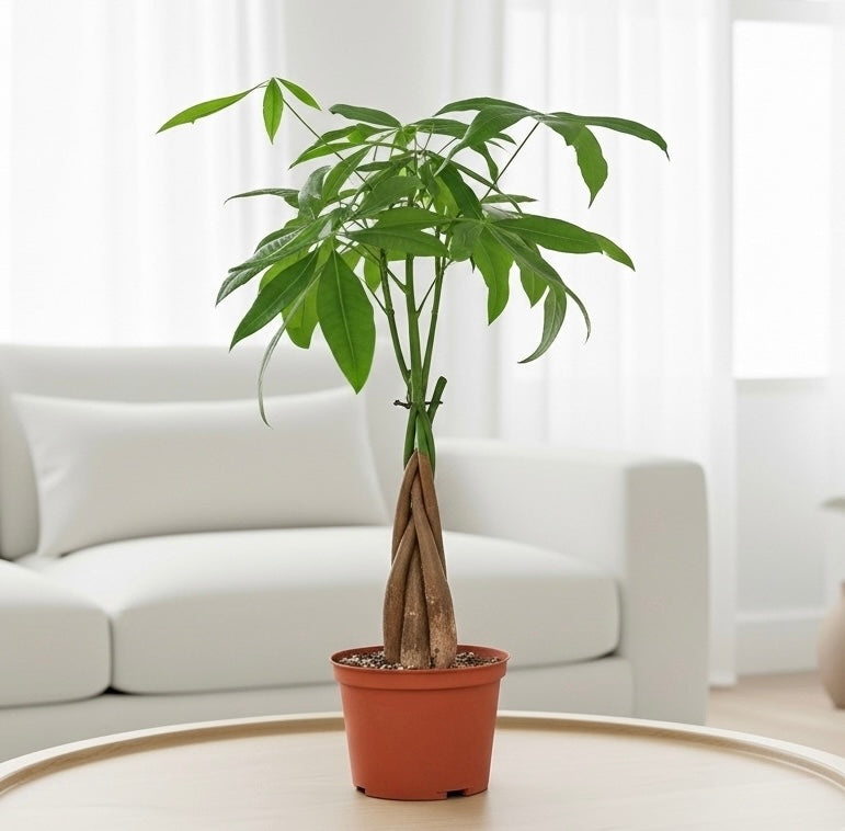 Money Tree 'Guiana Chestnut' Pachira Braid