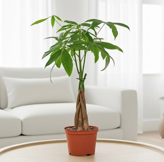 Money Tree 'Guiana Chestnut' Pachira Braid