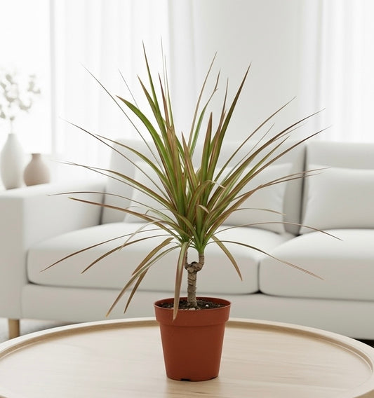 Dracaena 'Red Margined' - 4" Pot