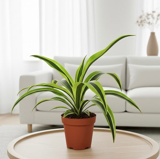 Dracaena Deremensis 'Lemon Lime'