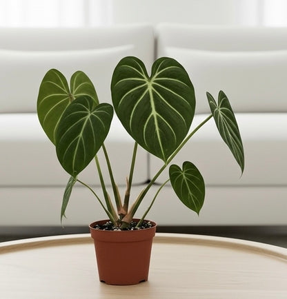 Philodendron Gloriosum