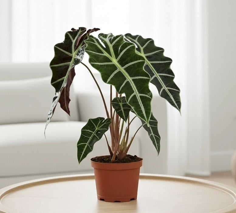Alocasia Polly 'African Mask'