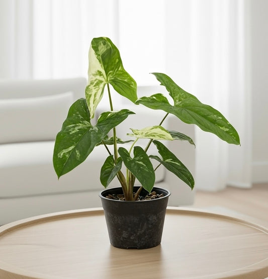 Syngonium 'Albo Variegata'